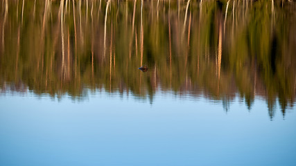 Fototapeta na wymiar Reflection of forest in lake.