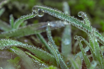 The grass is in dew. Drops of dew on green grass