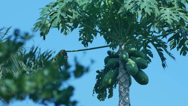 papaya shoot with many fruits is shaking with wind
