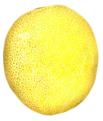melón