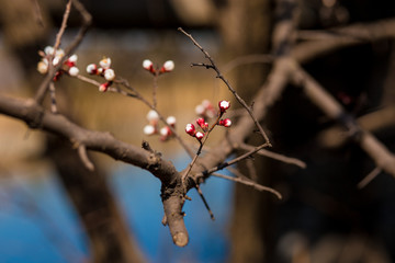 Blossom tree flowers over nature background. Spring flowers.