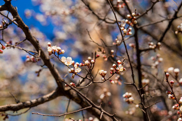 Blossom tree flowers over nature background. Spring flowers.