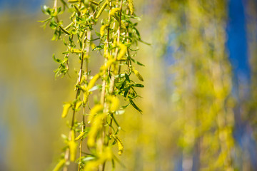Spring background with fresh willow leaves