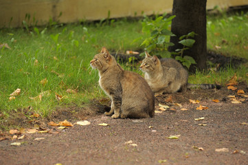 two brown cats on the grass