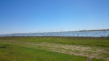 Flock of birds