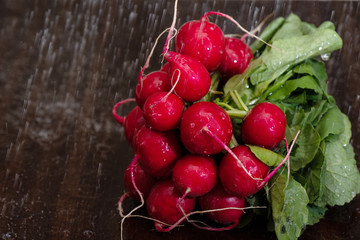 A bunch of fresh radish under running water. Water drops on fresh radish. Washing vegetables.