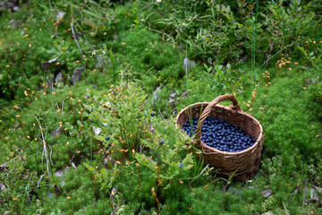 a basket of blueberries stands on the green grass and in the moss in the forest