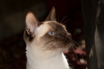romeo aux aguets