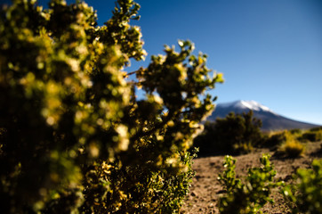 Travel to Atacama Desert