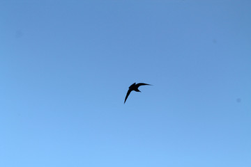 seagull flying in the sky