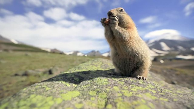 A ground squirrel is looking straight into the camera, finds a nut, sit and start chewing. A funny furry groundhog is in Alaskan wildlife. National Parks of the United States of America