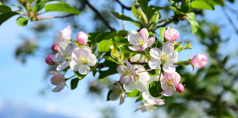 Apfelblüten - Blütezeit in Südtirol