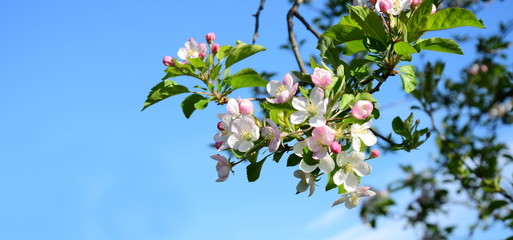 Apfelbaumblüten vor blauen Himmel - Blütezeit in Südtirol
