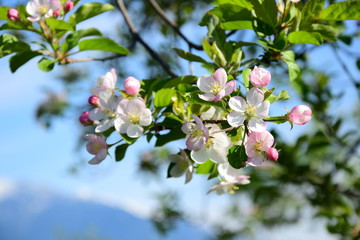 Weiße und rosafarbene Apfelblüten vor blauen Himmel und verschneiten Bergen in Südtirol