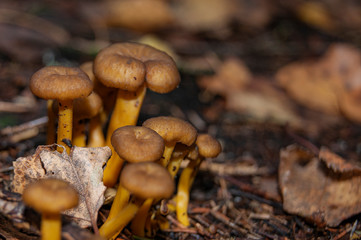 Mushrooms in the forest.