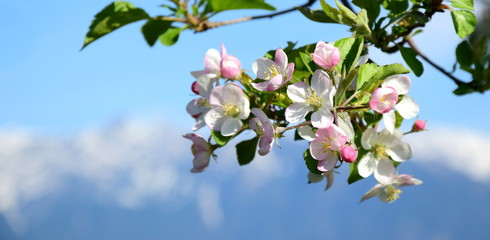 Apfelbaumblüte vor verschneiten Bergen und blauen Himmel