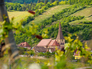Wide closeup of the parish Church with the Crooked Spire at the valley town of Niedermorschwihr, through the grapevines. Haut-Rhin, France. Alsace wine route. - 262569294