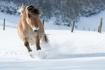 A horse of the breed Haflinger gallops in the snow. The sun is shining, the horse is throwing up a...