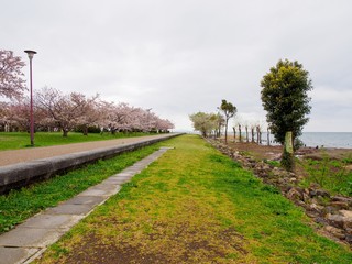 Fototapeta na wymiar Paved Sakura cherry blossom park trail along Lake Biwa on a cloudy and rainy spring day. Nagahama, Japan. Travel and nature.