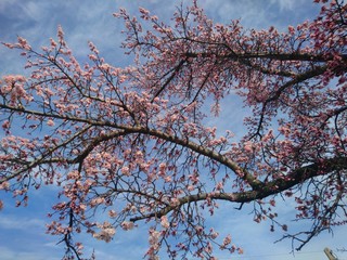 Air Tree