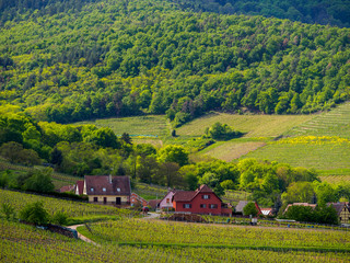 Traditional houses of the valley village of Niedermorschwihr, France, on a sunny spring day. Alsace wine route. Travel and winemaking industry.