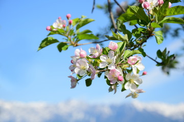 Weiße und rosafarbene Apfelblüten vor blauen Himmel und verschneiten Bergen in Südtirol