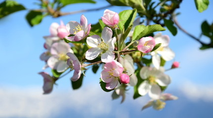 Obraz premium Apfelblüten - Blütezeit in Südtirol