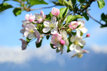 Obraz premium Apfelbaumblüte vor blauen Himmel 
