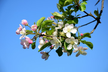 Apfelblüten vor blauen Himmel - Hintergrund und Freisteller