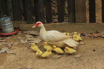 duck with ducklings
