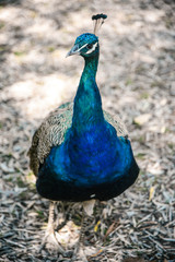 Fototapeta premium Peacock on Lokrum Island off the Coast of Dubrovnik, Croatia 