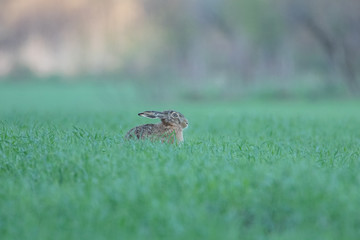 Hare sees in the grass in the field. The background is beautifully blurred. The grass is beautiful green.