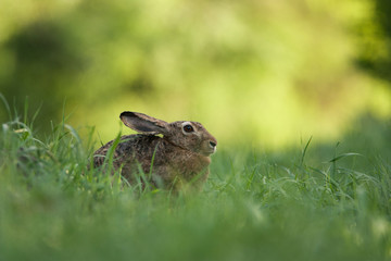 Portrait of a brown hare. He sits in the grass. The background is beautifully blurred. Ears pressed against his body.