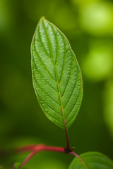 Dogwood Leaf - Veins in Cornus sericea
