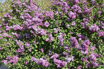 Lilas commun au printemps