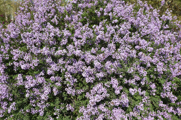Lilas de Perse au printemps
