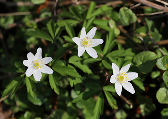 white flowers in garden, spring 