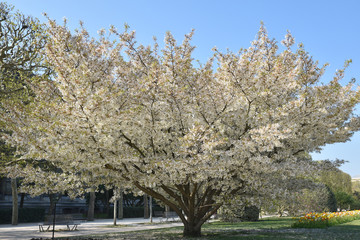 Cerisier blanc au printemps