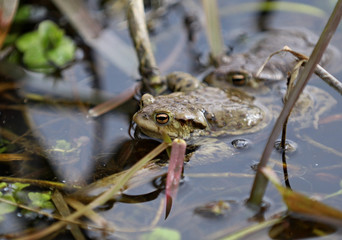 frog in pond