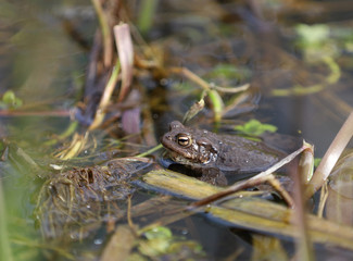 frog in pond
