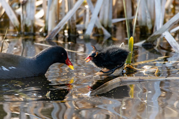 Moorhen duckling being fed by adult. The wings of the duckling look like horns
