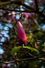 bouton de magnolia