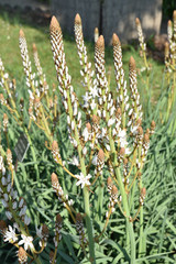 Asphodelus ramosus au jardin au printemps