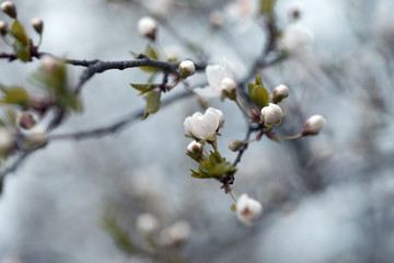  Beautiful nature scene with blooming tree. Spring Nature art background with blossom.