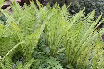 Fougère au printemps