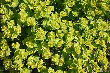 Euphorbe au printemps au jardin