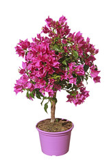 Bougainvillier	