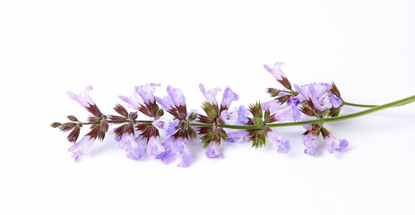 Feuilles et fleurs de sauge	