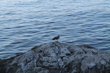 bird rock sea