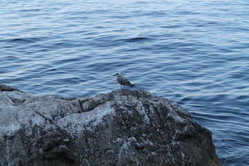 Obraz premium bird rock sea